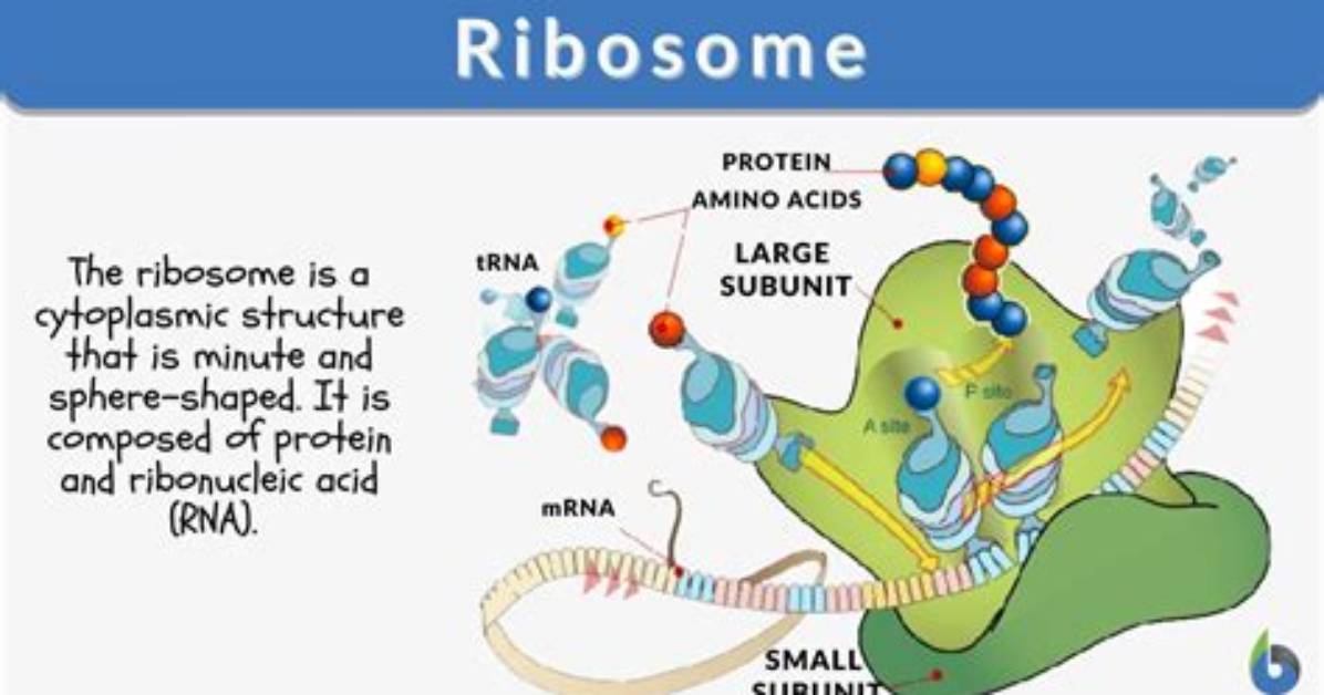 Does Ribosome Have Membrane?