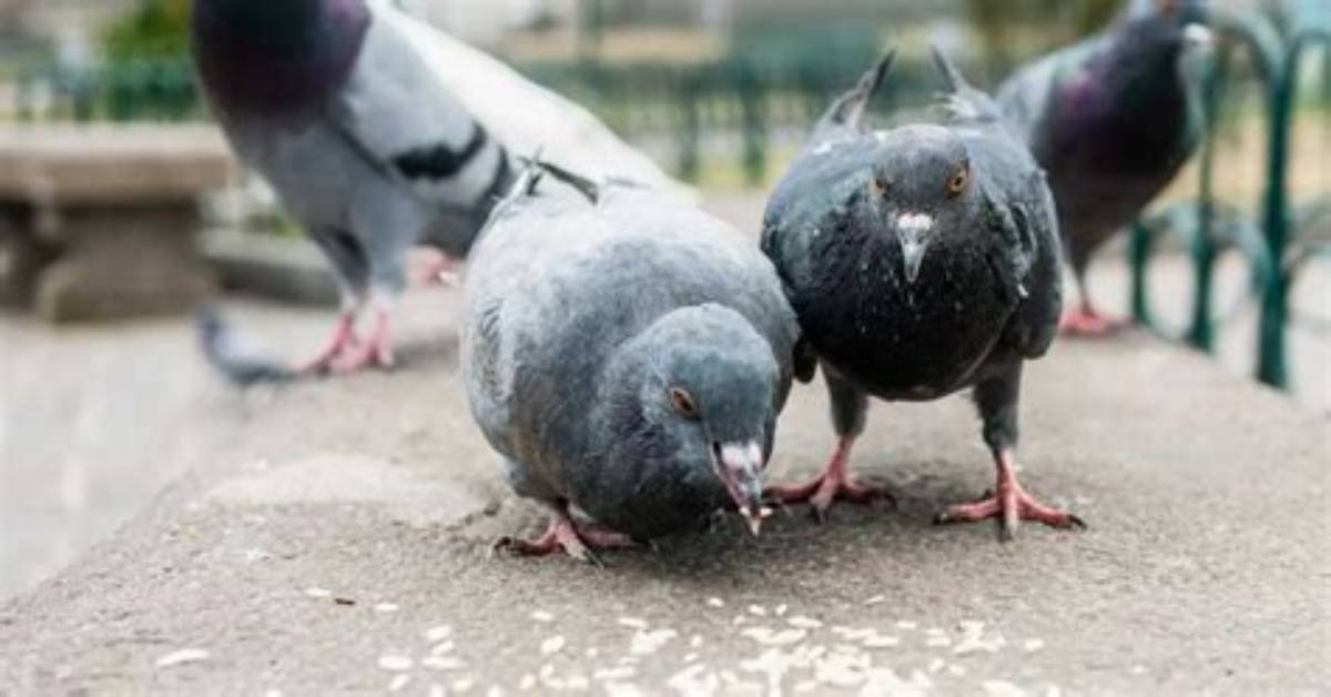Does Rice Make Pigeons Explode?