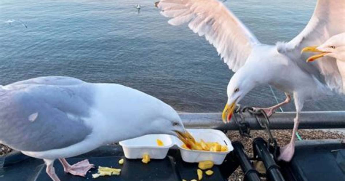 Does Rice Make Seagulls Explode?