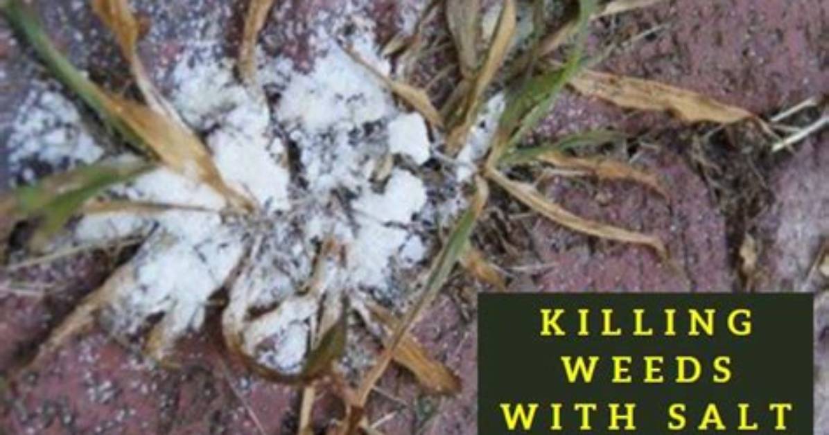 Does Rock Salt Kill Plants?