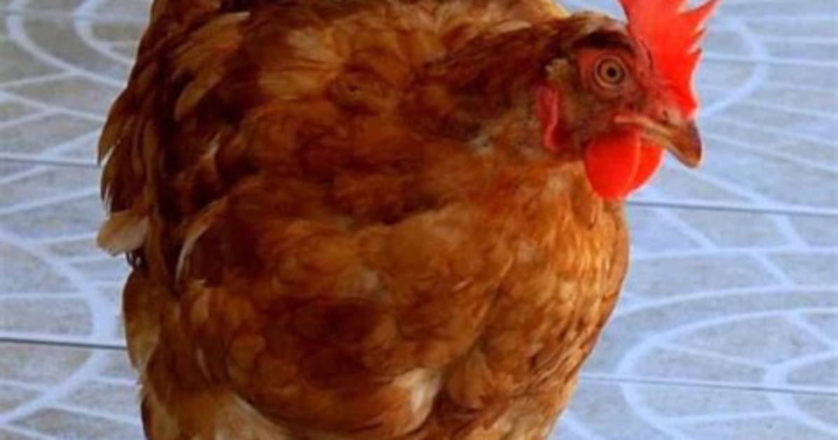 Does Rooster Lay Eggs?