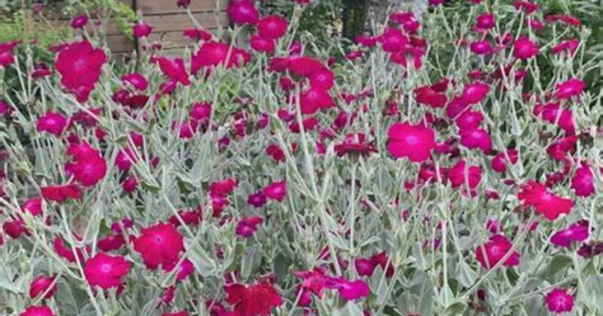 Does Rose Campion Bloom the First Year?