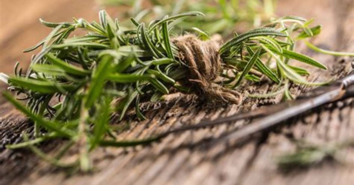 Does Rosemary Keep Ants Away
