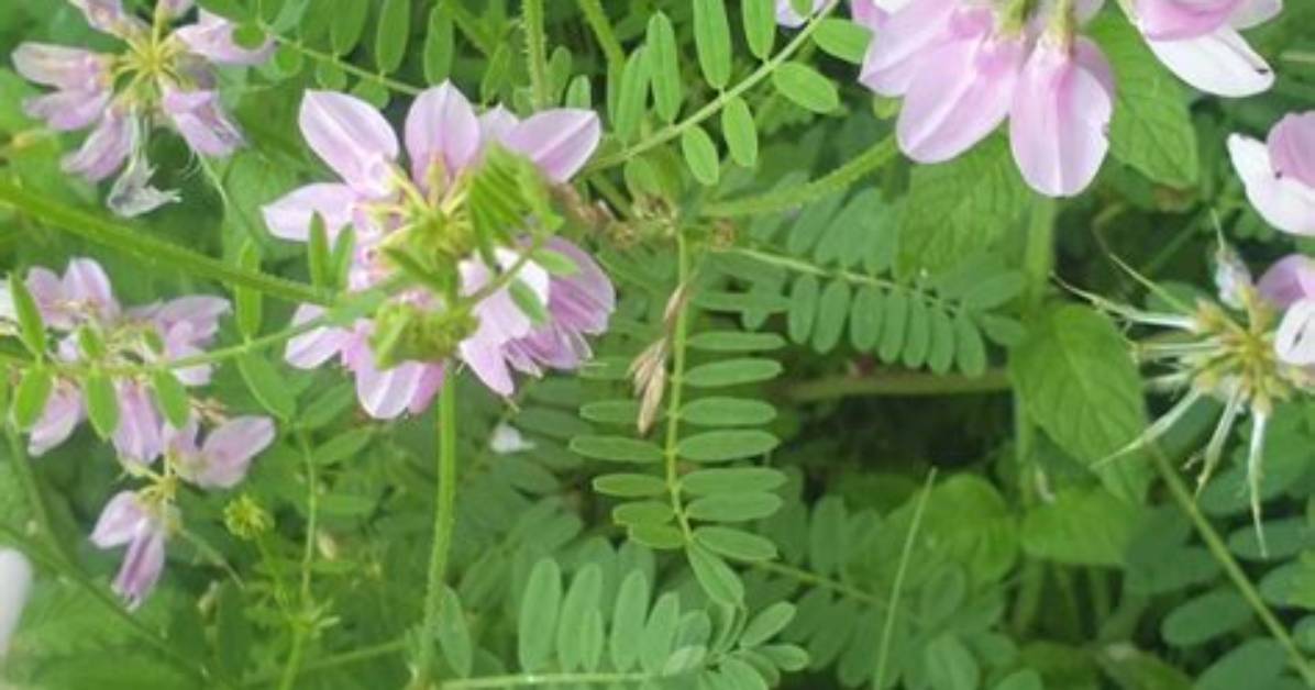 Does Roundup Kill Crown Vetch?