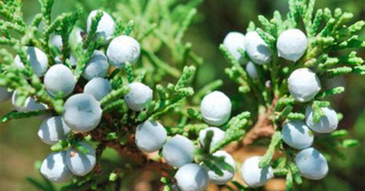Does Roundup Kill Junipers?