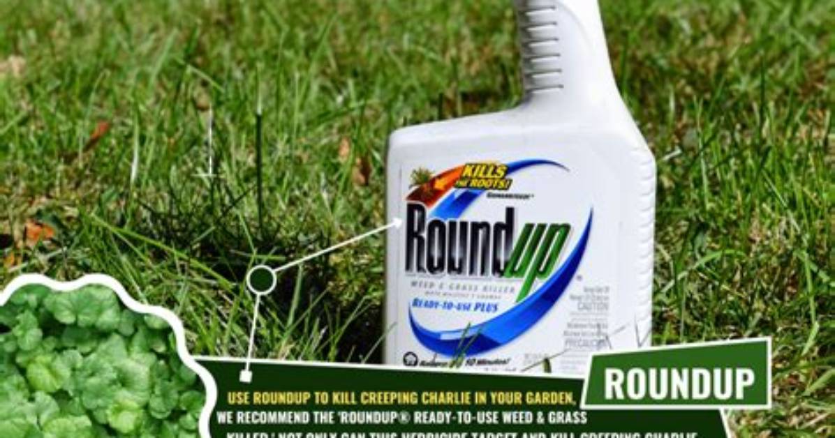 Does Roundup Kill Sedge