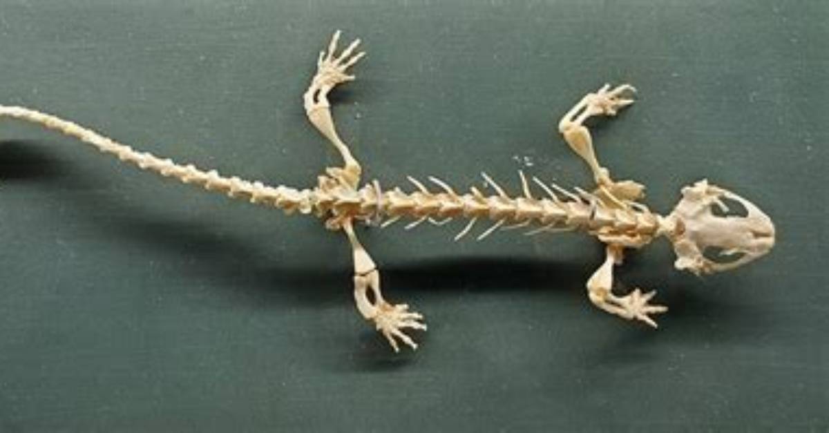 Does Salamander Have Bones?