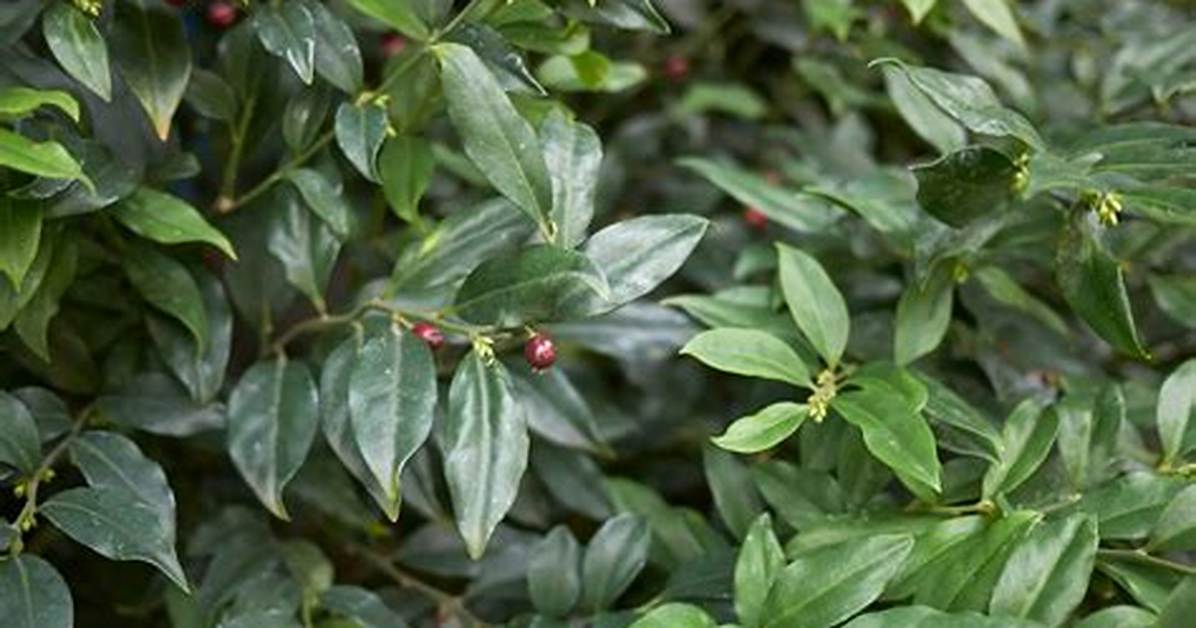 Does Sarcococca Need Acid Soil?