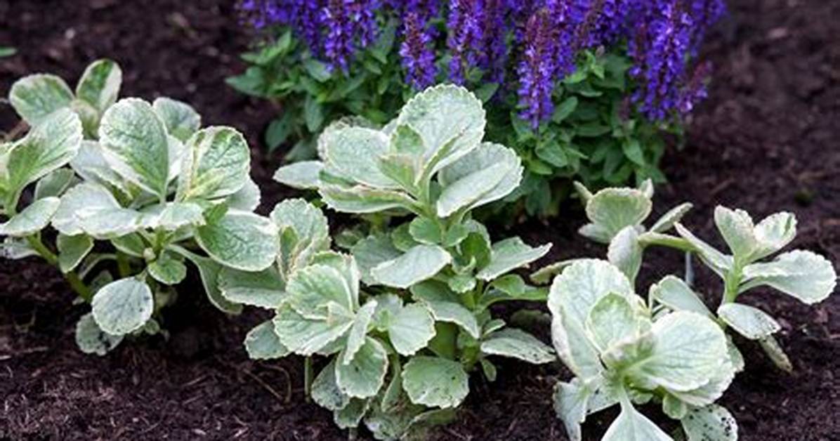 Does Scaredy Cat Plant Work?