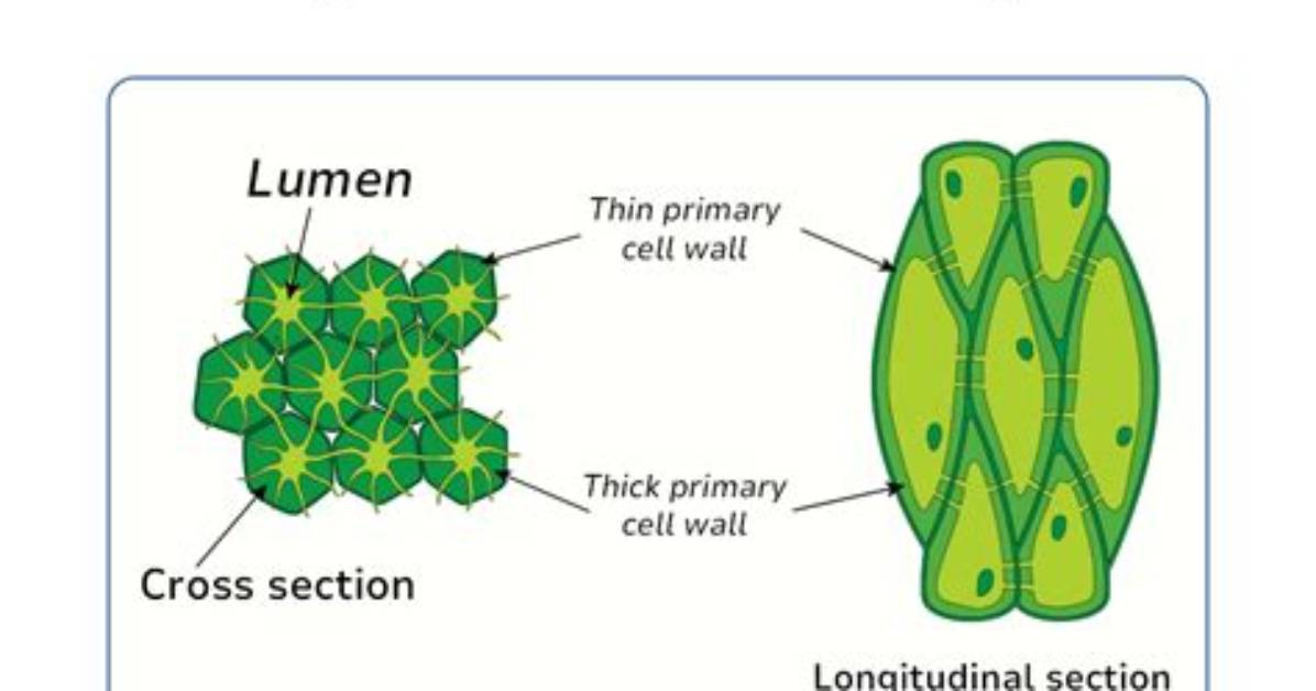 Does Sclerenchyma Have Lignin?
