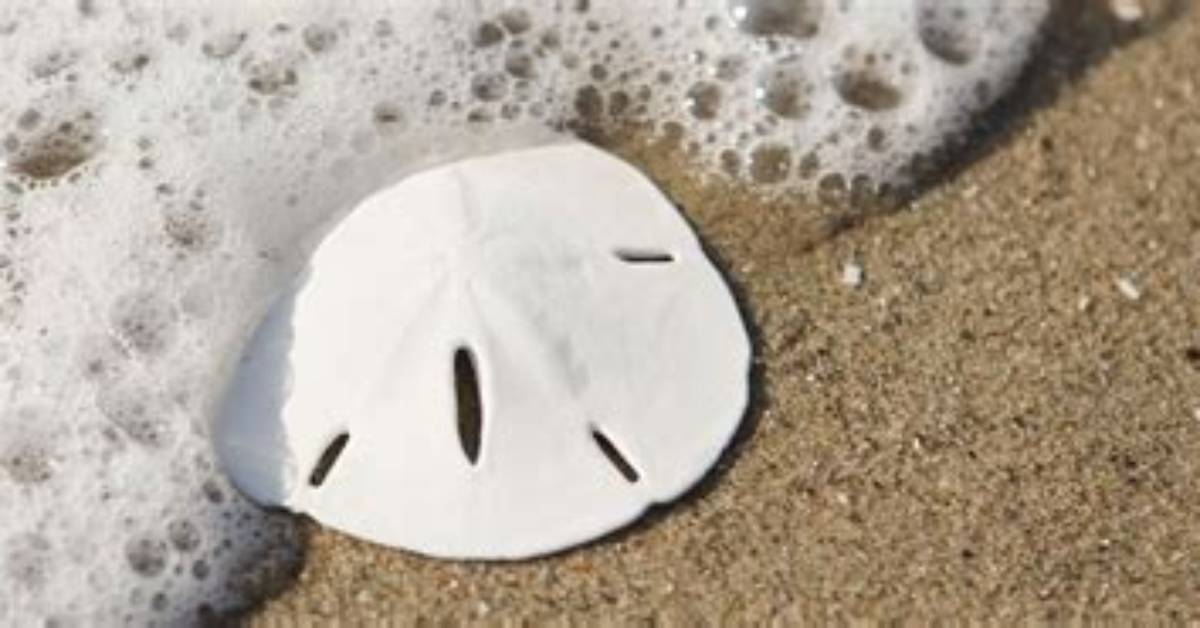 Does Sea Have Sand?