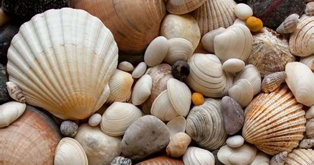 Does Sea Shells Contain Caco3?