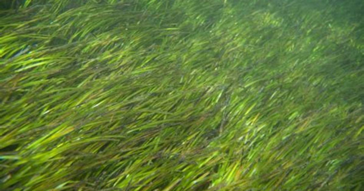 Does Seagrass Grow Fast
