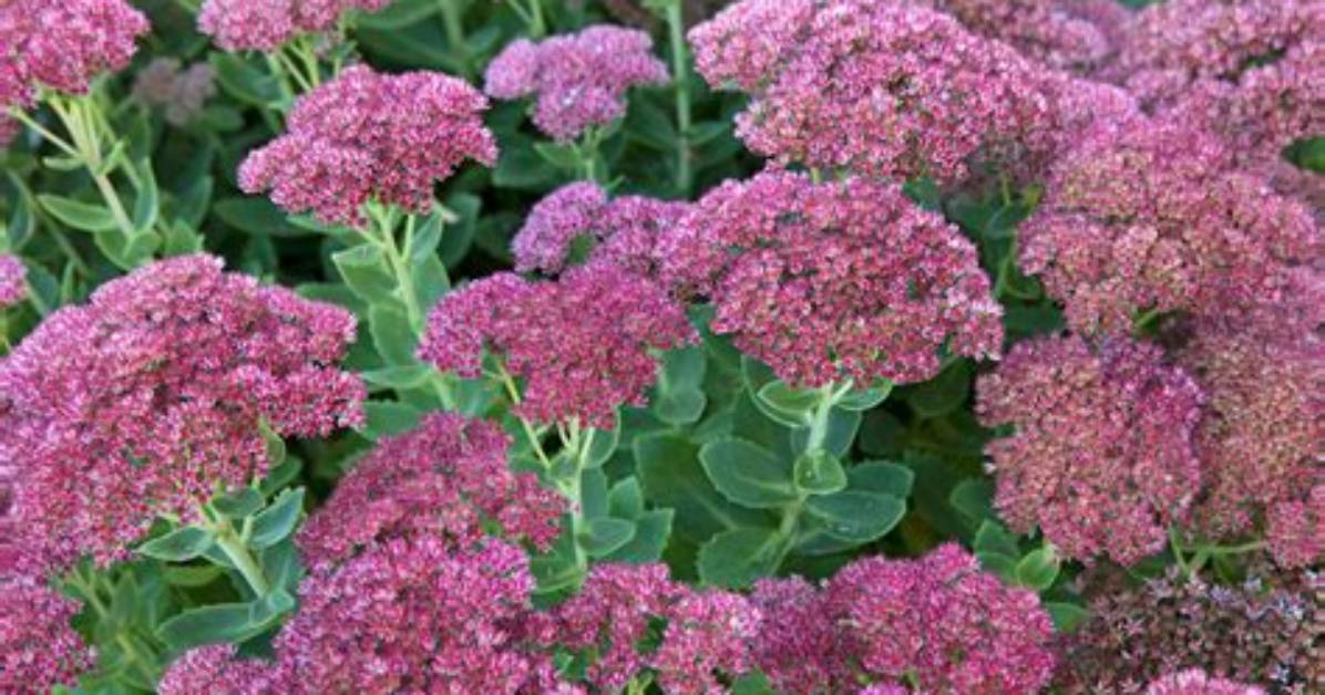 Does Sedum Come Back Every Year?