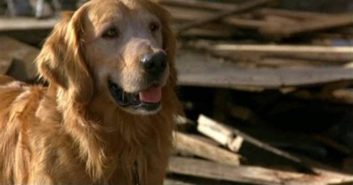Does Shadow Die in Homeward Bound?