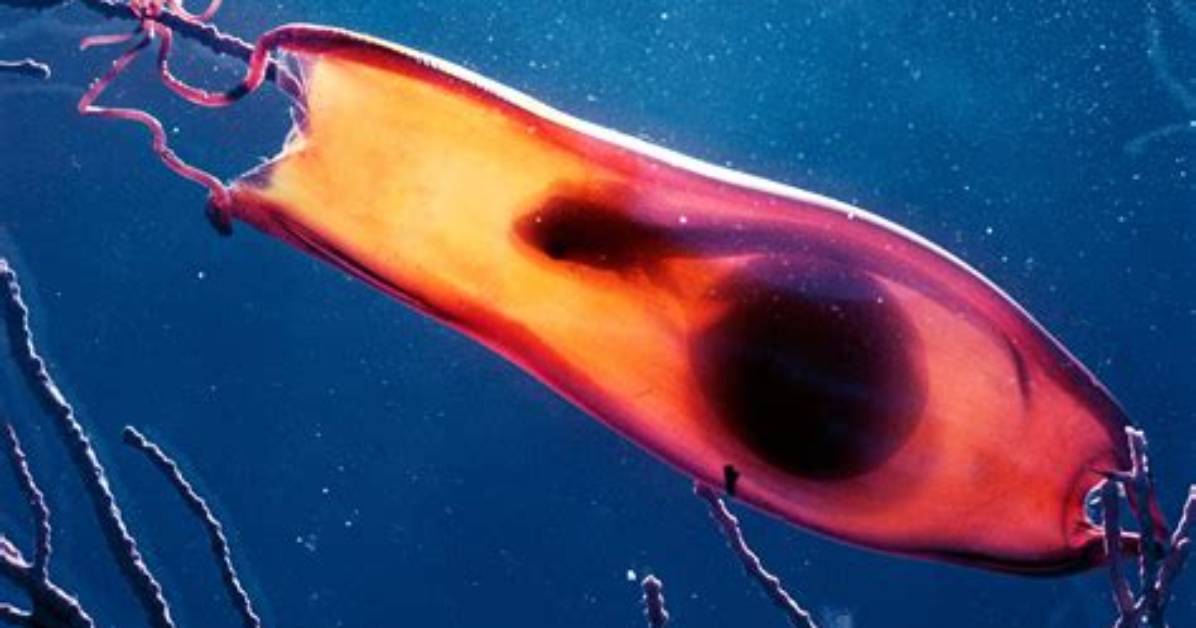 Does Shark Lay Eggs?
