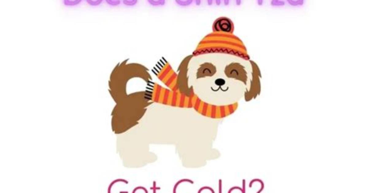 Does Shih Tzu Feel Cold