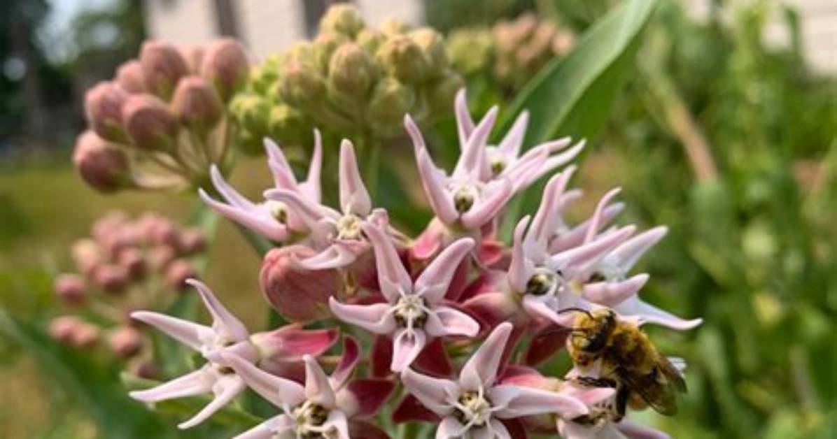 Does Showy Milkweed Spread?