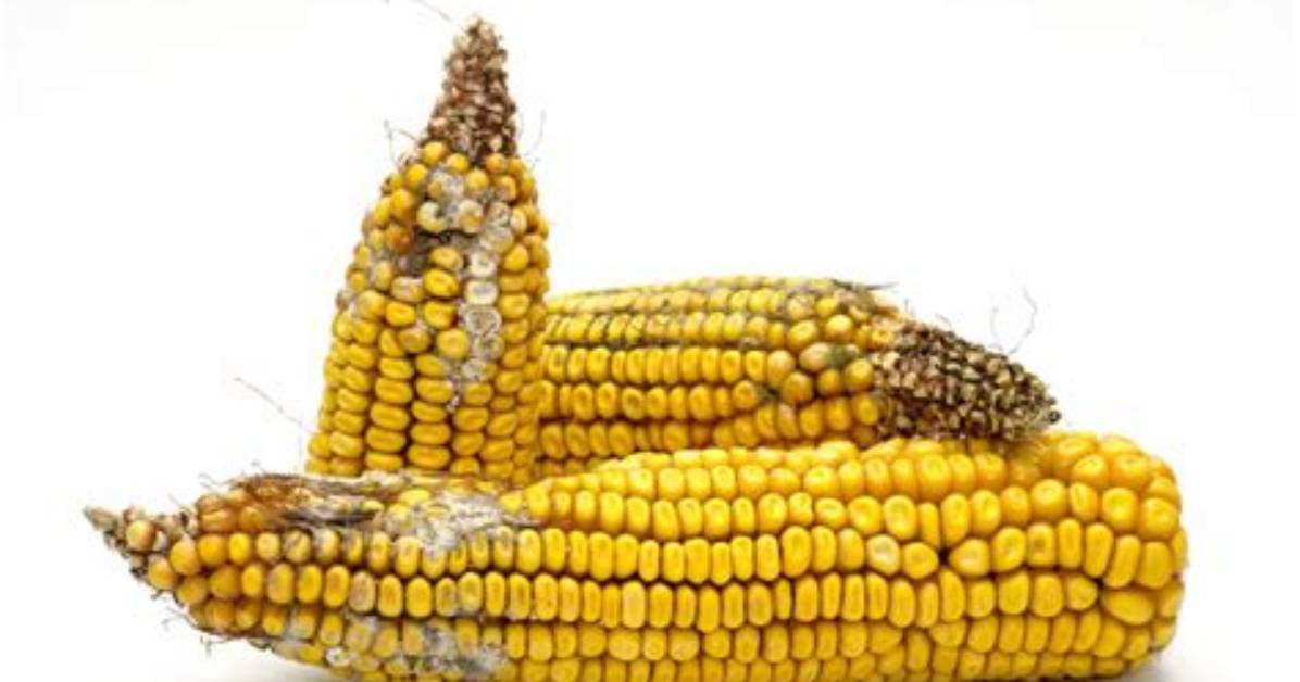Does Shucked Corn Go Bad?