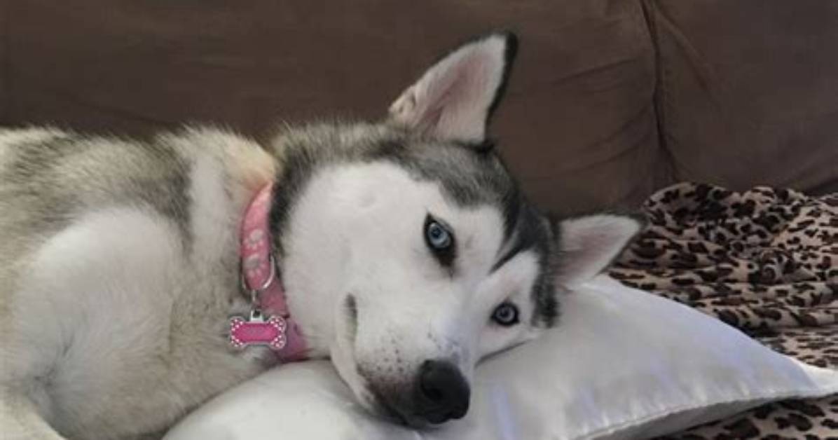 Does Siberian Husky Need Air Con?