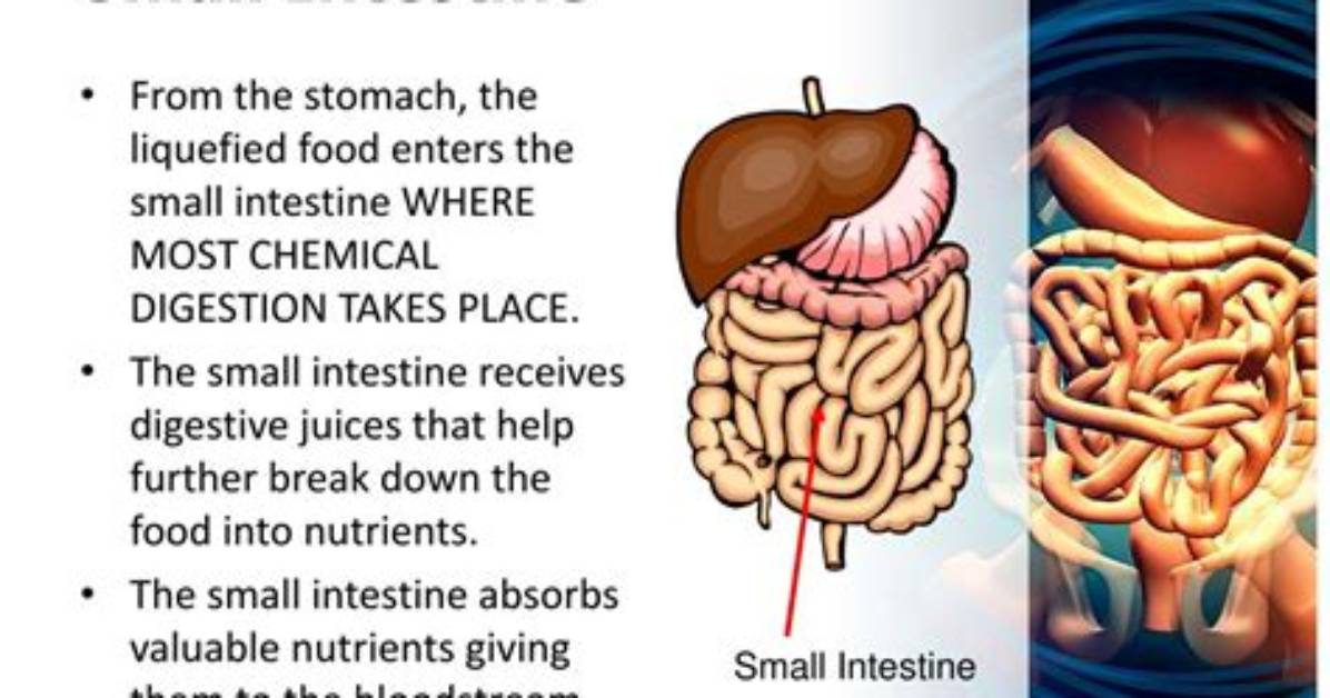 Does Small Intestine Do Mechanical Digestion?
