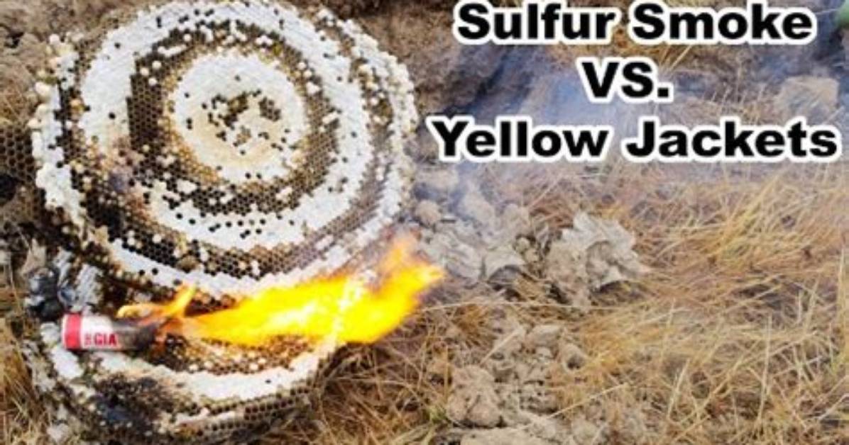 Does Smoke Subdue Wasps?