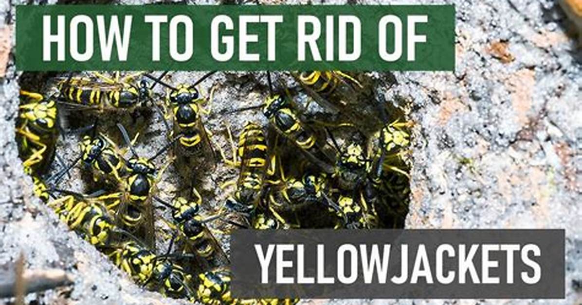 Does Smoke Work on Yellow Jackets?