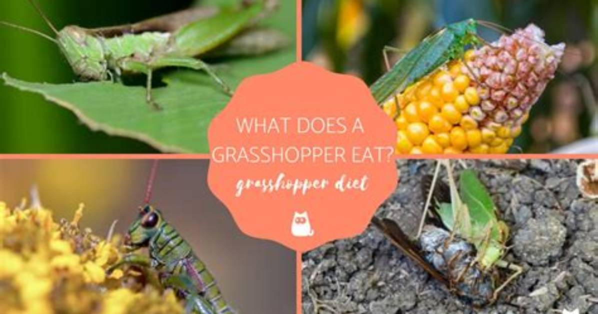 Does Snake Eat Grasshopper?