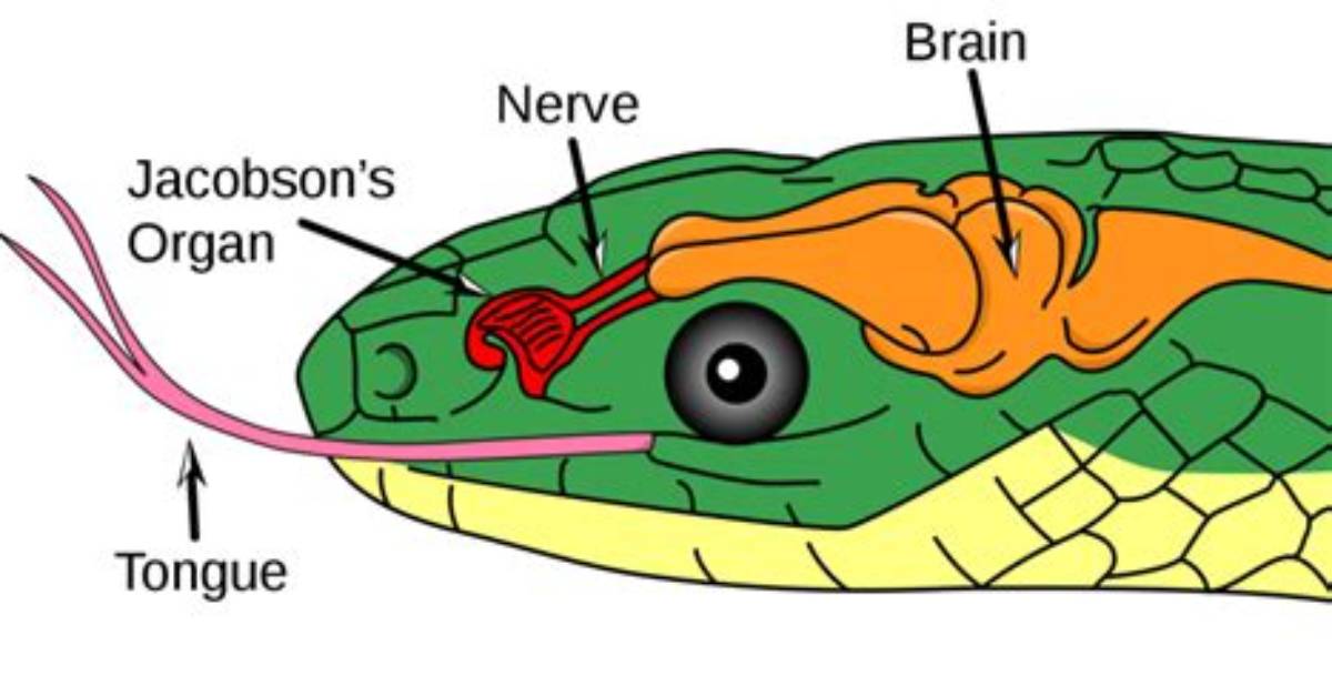 Does Snake Have Brain