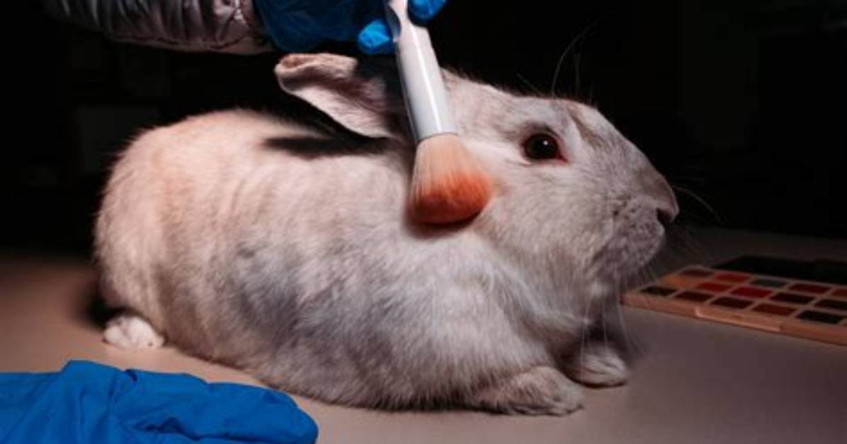 Does Snuggles Test on Animals?