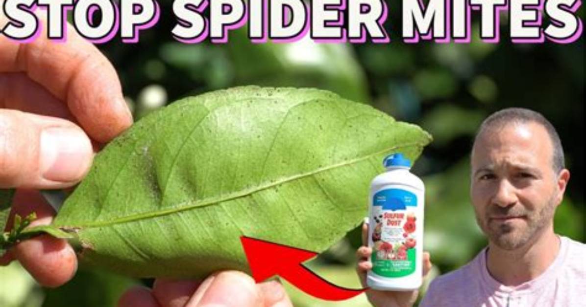 Does Soapy Water Kill Spider Mites