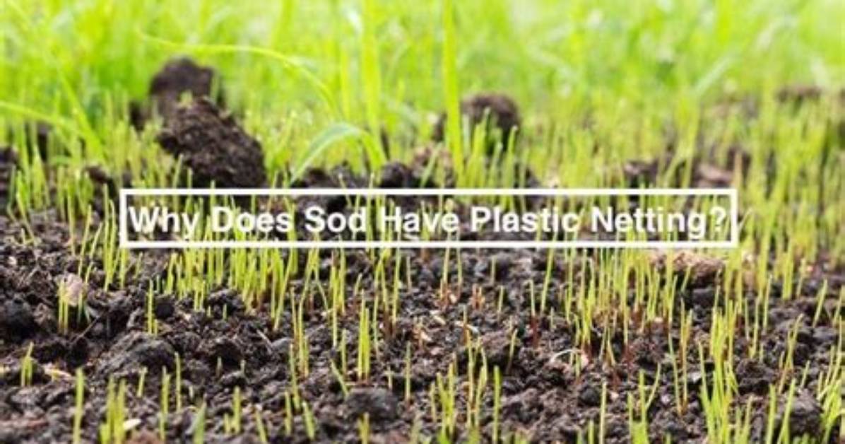 Does Sod Have Netting
