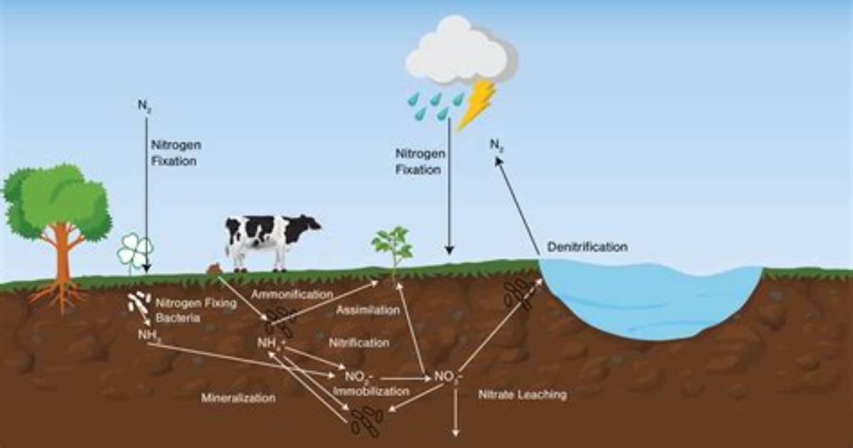 Does Soil Have Nitrogen? | Contextresponse. Com