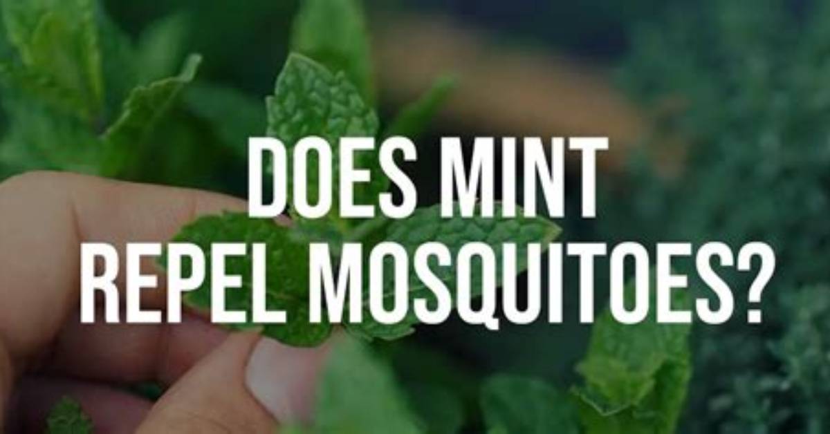 Does Spearmint Repel Mosquitoes