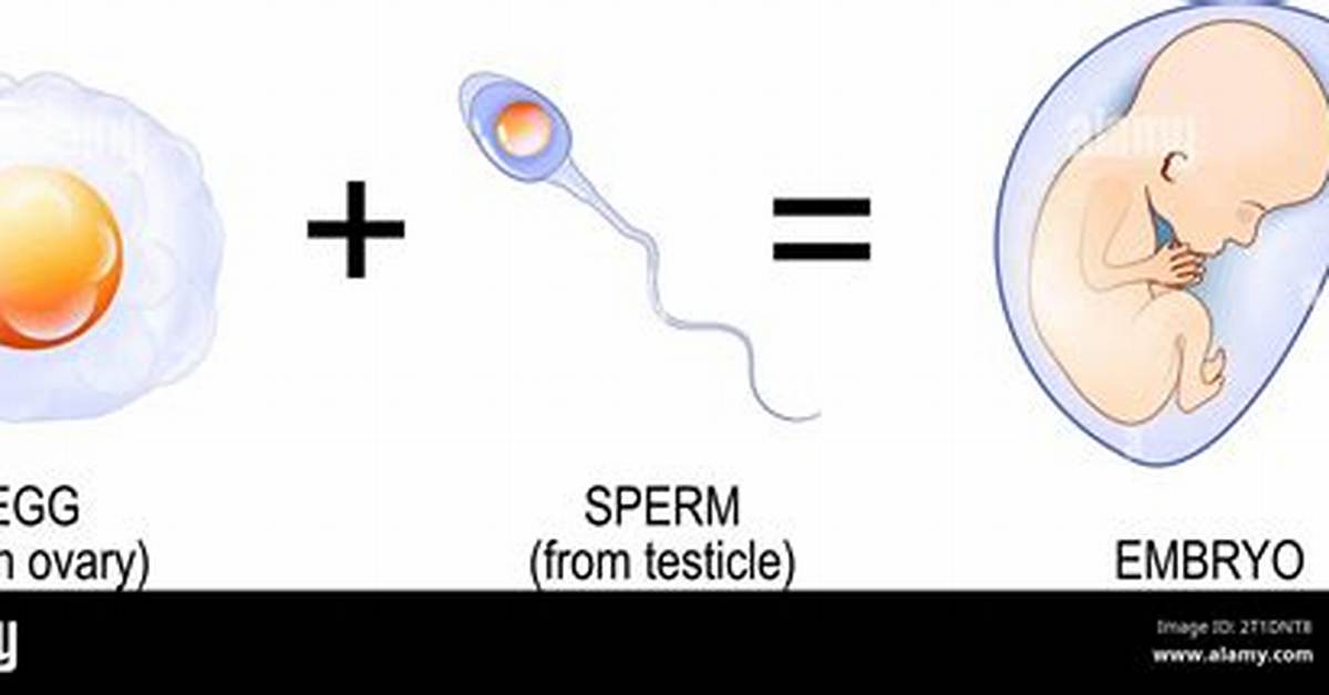 Does Sperm Make a Baby