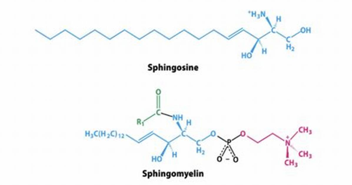 Does Sphingomyelin Have a Phosphate Group?