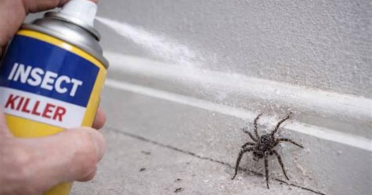 Does Spider Spray Work?