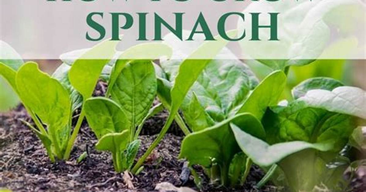 Does Spinach Grow Fast