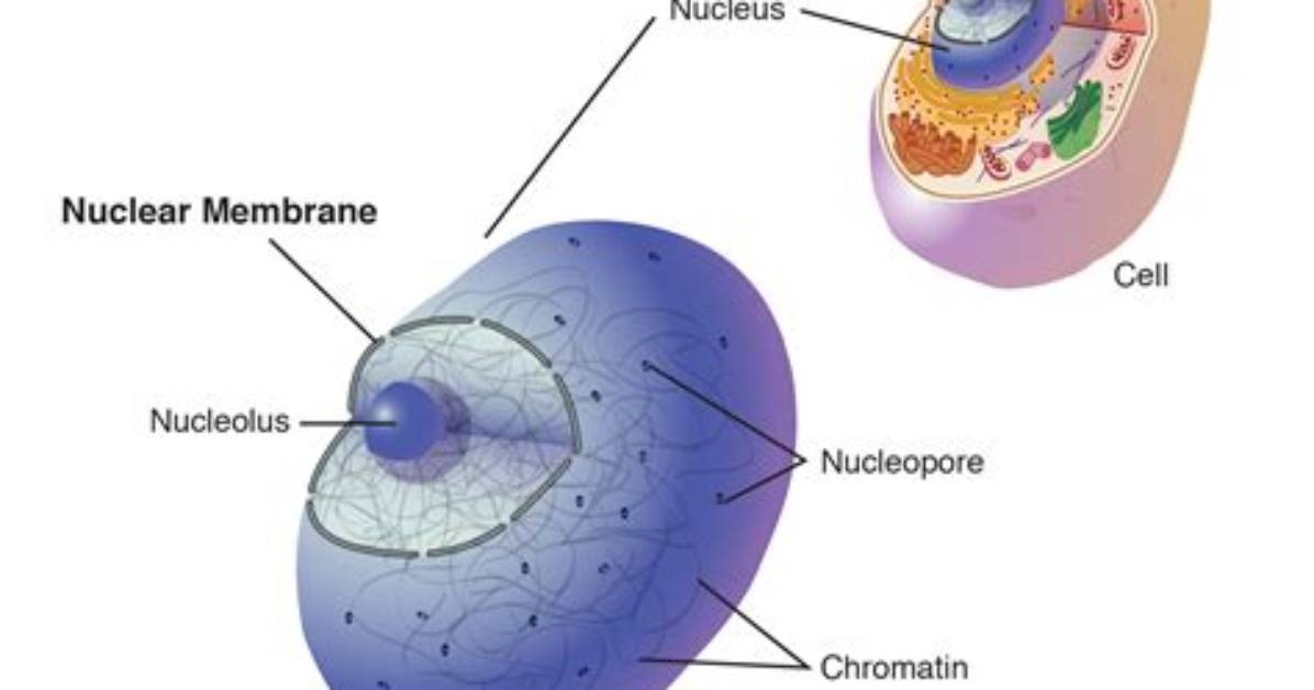 Does Spirillum Have a Nuclear Membrane?