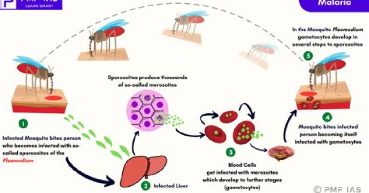 Does Spirochete Cause Malaria?