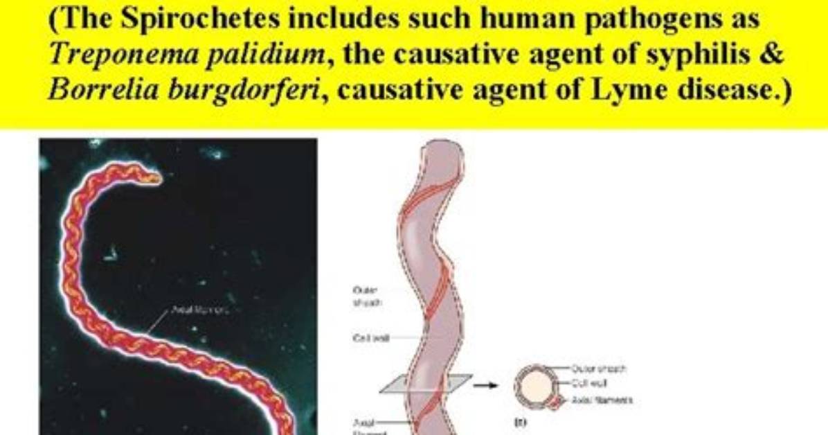 Does Spirochetes Have Flagella?