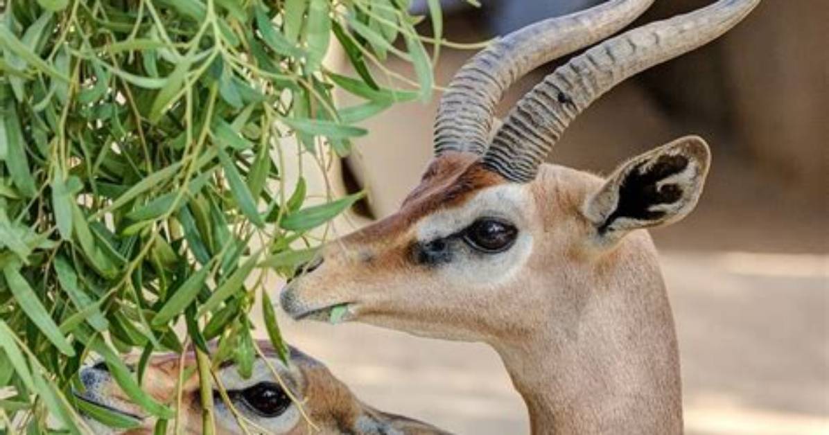 Does Springbok Eat Leaves?