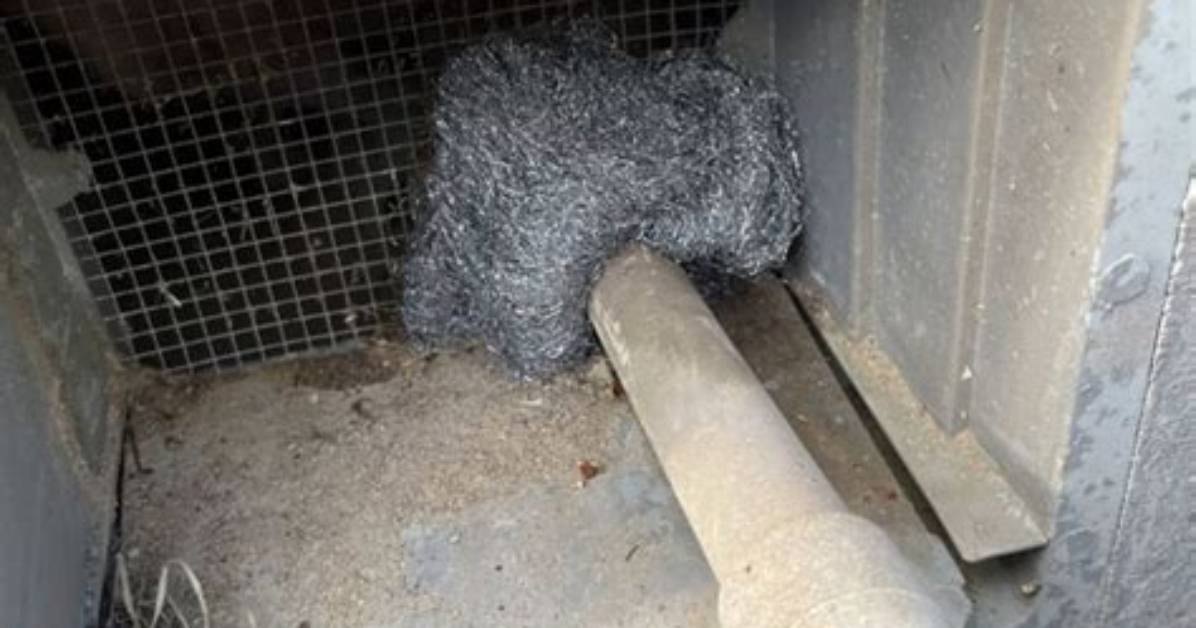 Does Steel Wool Work for Mice?