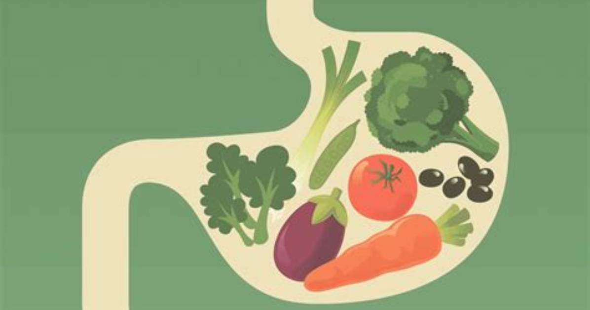 Does Stentor Digest Food?