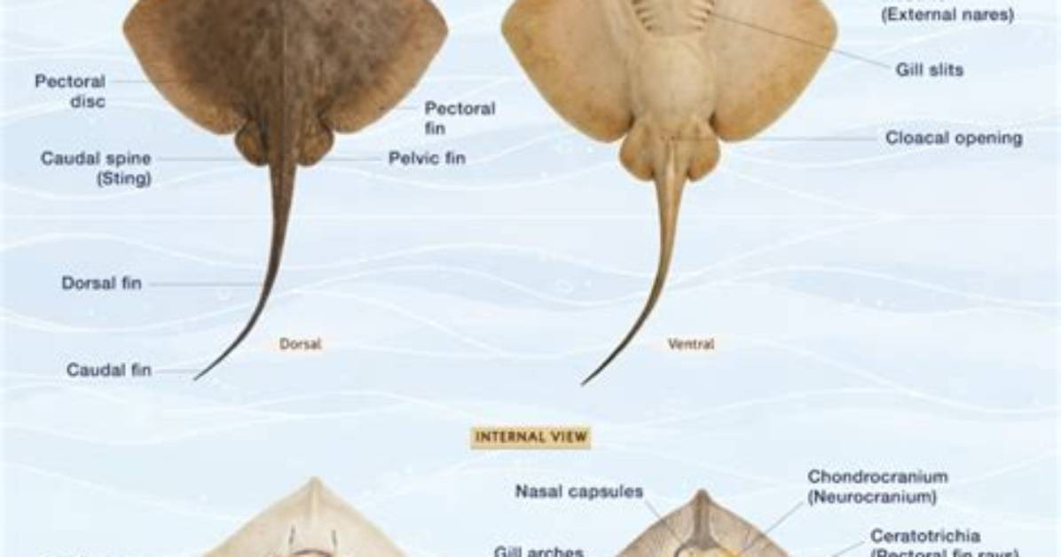 Does Stingrays Have Backbones?