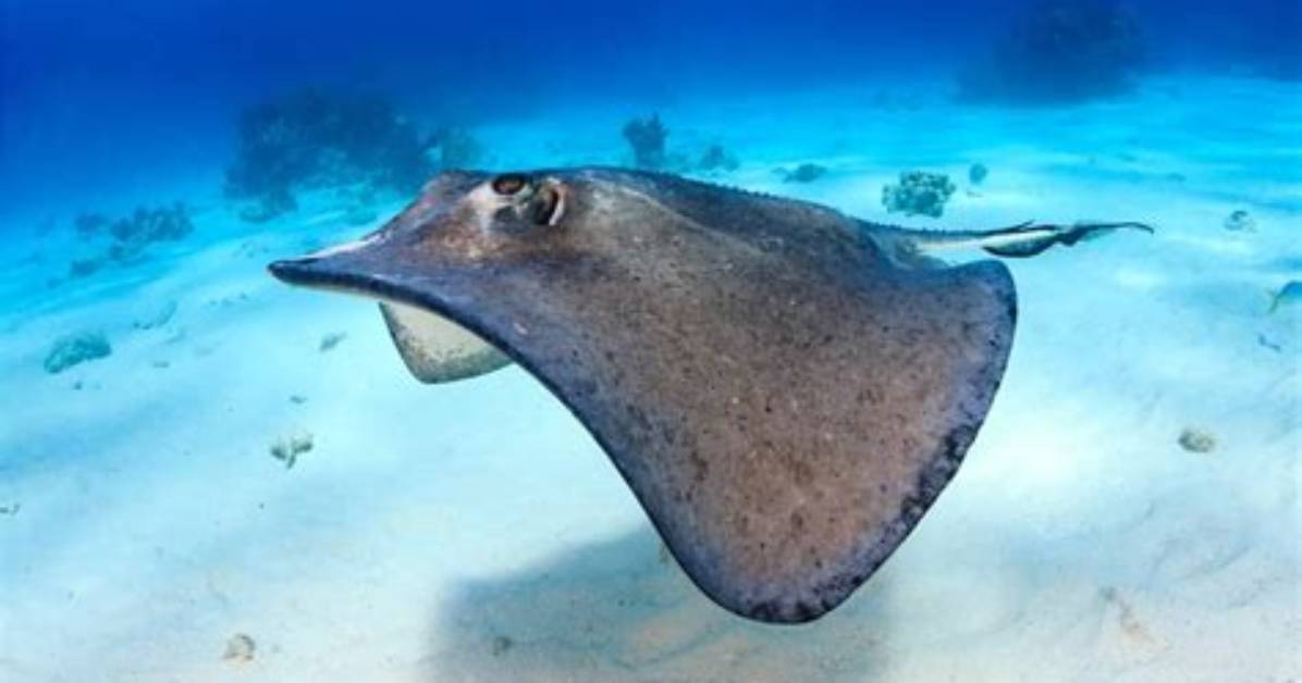 Does Stingrays Kill You?