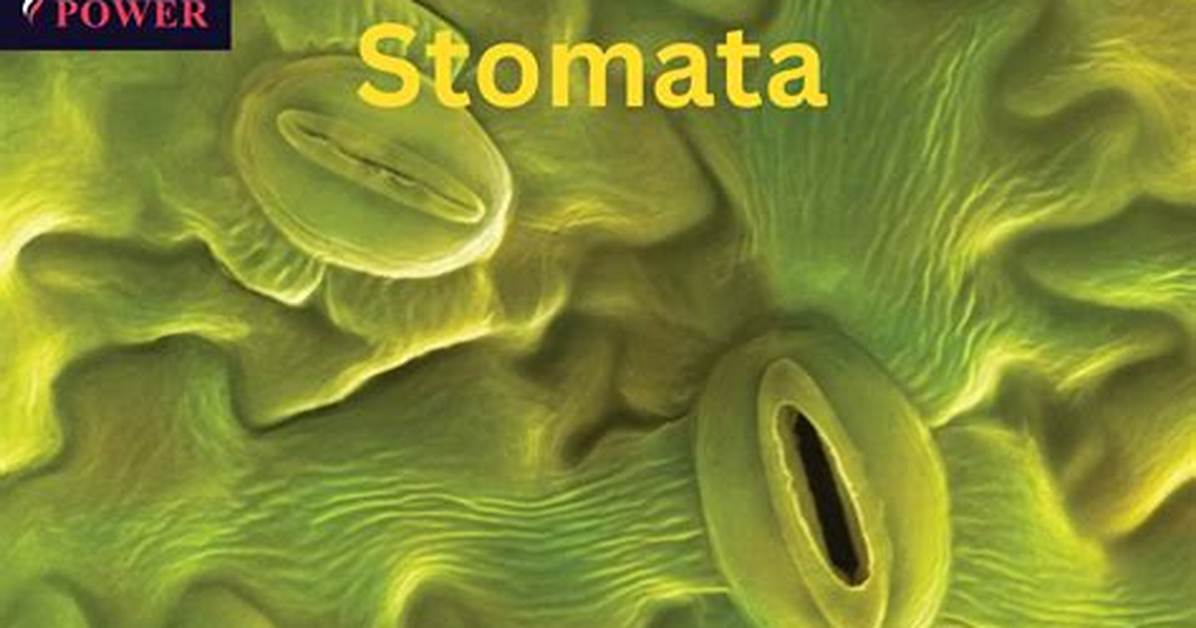 Does Stomata Trap Sunlight?