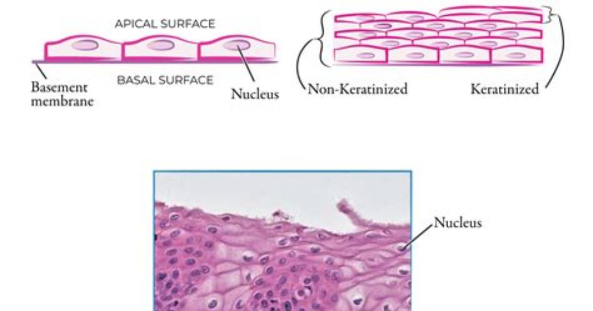 Does Stratified Squamous Have Cilia?