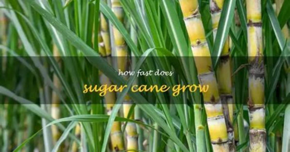 Does Sugar Cane Grow Fast
