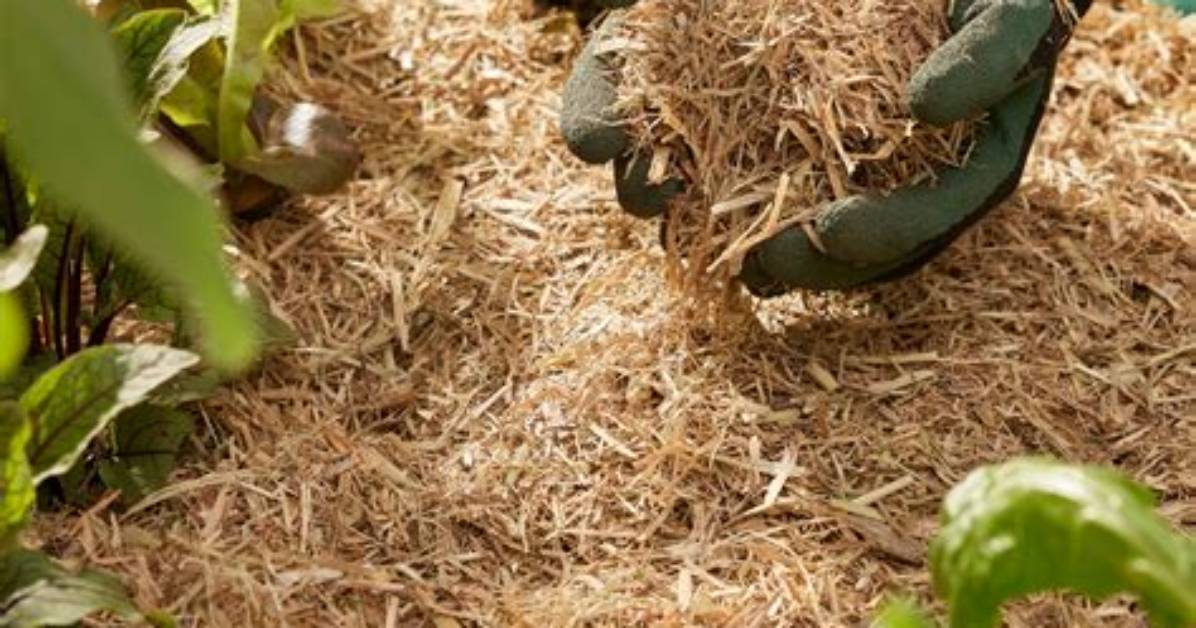 Does Sugar Cane Mulch Stop Weeds?